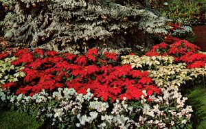 Poisettias,White Cyclamen,Mitchell Park,Milwaukee,WI