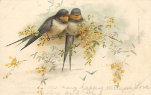 Birds & poultry topical vintage postcard great colour birds many happy returns