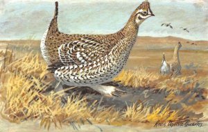 3~Postcards  FUERTES WATERFOWL & GAME BIRDS  #8 Grouse & #10 Quail & #9 Bobwhite