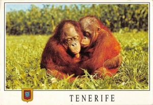 BR88874 singe monkey tenerife  spain  animal animaux