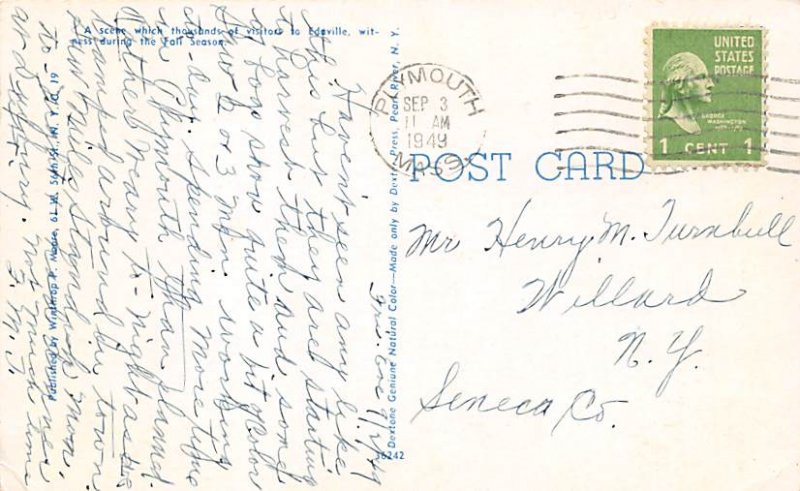 Cranberries, Cranberry Post Card Cranberry Picking, Edaville RR Plymouth, Mas...