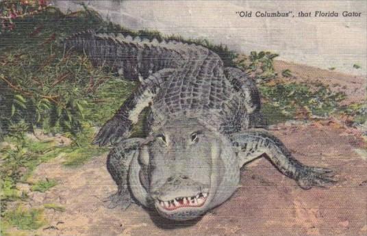 Old Columbus A Florida Alligator 1950 Curteich