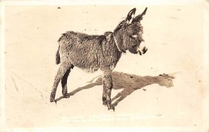 Beavon Tavern Mascot Barstow, California, USA Donkey 1937 