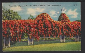 Florida ORLANDO Flame Vine (Bignonia Venusta) pm1956 ~ Linen