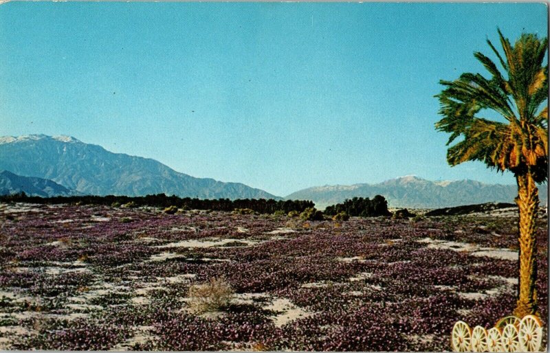 Shield’s Date Gardens Indio Californi Springtime Verbina Mt. Jacinto Postcard 