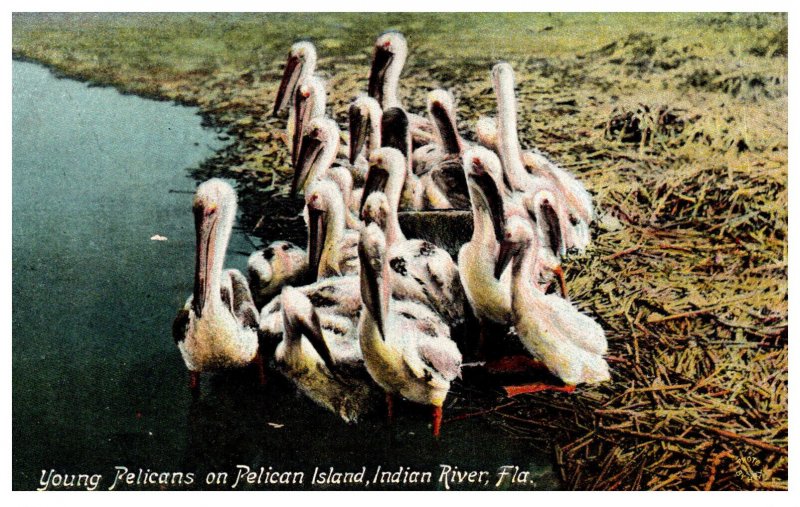 Florida  Pelican's on Pelican Island