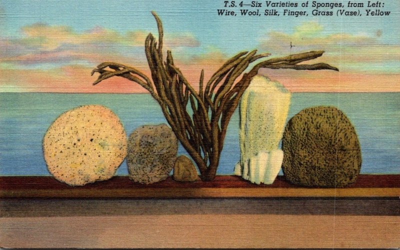 Florida Tarpon Springs Six Varieties Of Sponges Curteich