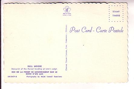 Two Bull Moose in Water