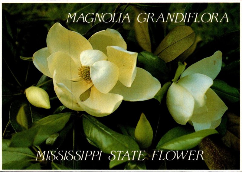 Mississippi State Flower Magnolia Grandiflora 1999