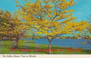 The Golden Shower Trees in Florida 1979