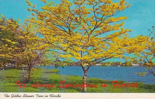 The Golden Shower Trees in Florida 1979