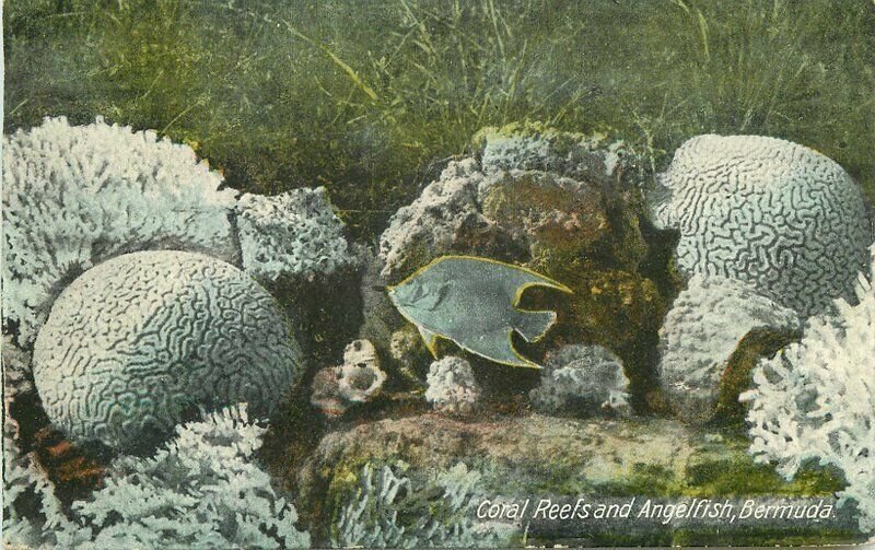 Bermuda Coral Reefs Angelfish Yankee Drug Company 1908 Postcard 21-7893