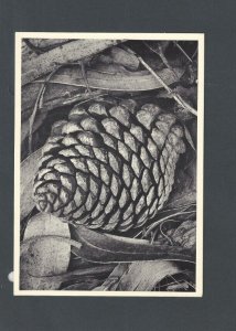 Real Photo Post Card San Francisco CA Pine Cones By Ansel Adams Photographer