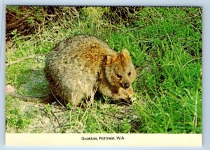 Quokkas Rottnest Western Australia 4x6 Postcard