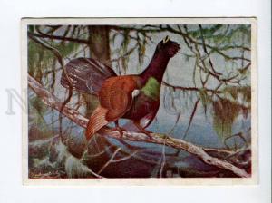 271345 USSR HUNT capercaillie Vintage Geokartprom postcard