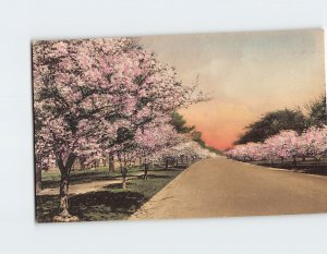 Postcard Cherry Blossoms Potomac Park Drive Washington District of Columbia USA