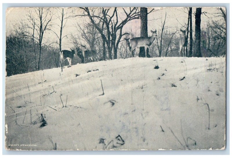 1909 Springs Awakening Deer In Winter Kalispell Montana MT Antique Postcard