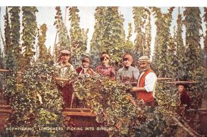 uk40226 hop picking londoners picking into bins maidstone kent agriculture