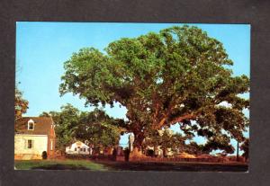 MD Wye Mills White Oak Tree and Schoolhouse School Maryland Postcard