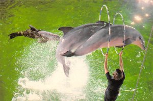 Bottlenose Dolphins Mystic Marinelife Aquarium Mystic CT 