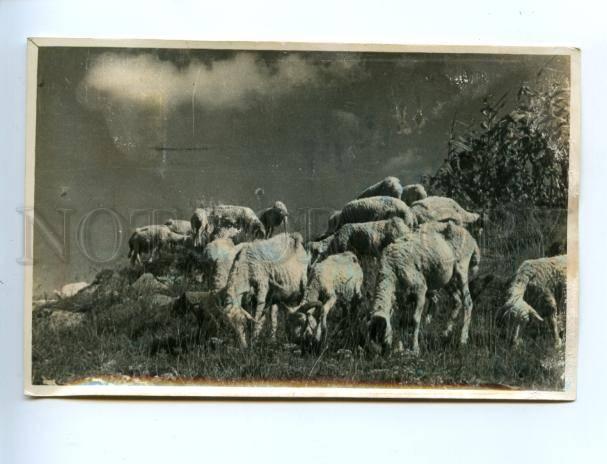 155294 Propaganda CHINA mountain areas Goats Old photo