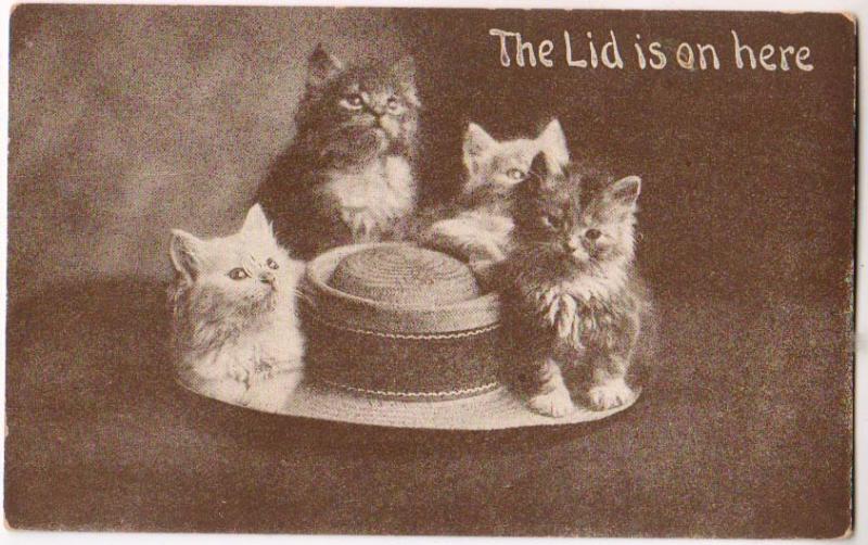 The Lid is on Here - Cats