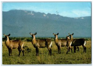 1980 African Wildlife Waterbucks Nairobi Kenya East Africa Postcard