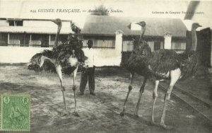 PC CPA FRENCH GUINEA, AUTRUCHES DU SOUDAN, Vintage Postcard (b21034)