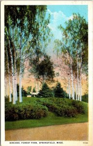 Birches Forest Park Springfield Mass Massachusetts Ma Wob Note Pm Vtg Postcard 