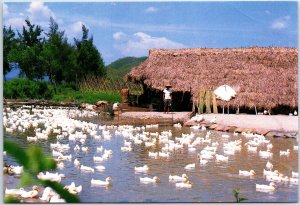 VINTAGE CONTINENTAL SIZED POSTCARD PEKING DUCK FARM IN CHINA