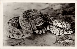 Rattlesnake Snake Unused Black & White Lippe Studio Real Photo Postcard H11