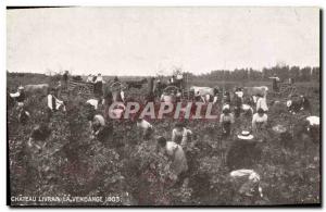 Old Postcard Folklore Wine Harvest Chateau Livran The vintage 1903