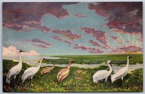 Vtg Denver CO Colorado Museum of Natural History Whooping Crane Bird Postcard