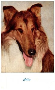 Dog , Collie ,