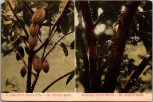 Postcard Panama - Cocoa Pods and Cocoa Tree in Bloom Dr. Prima's farm