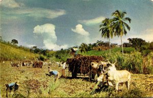 Reaping Sugar Cane In Jamaica