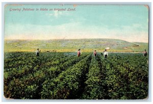 Caldwell Idaho Postcard Growing Potatoes Idaho Irrigated Land Field 1910 Vintage