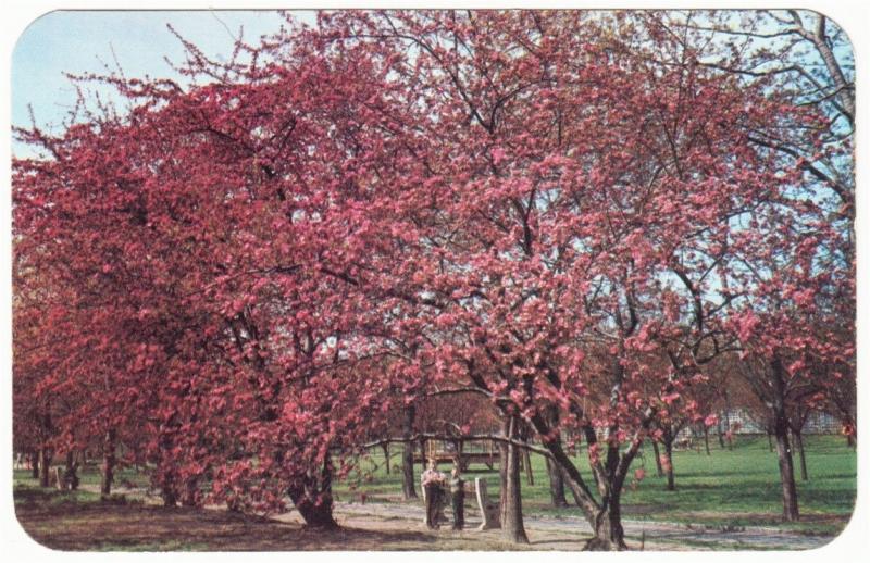 Brooklyn NYC Botanic Garden Crabapple Trees in Flower Postcard 1950s