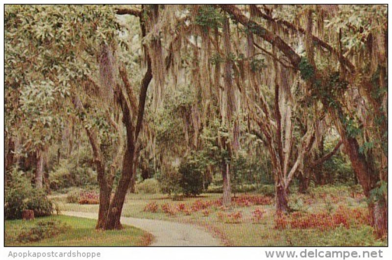 Moss Draped Oaks And Azaleas New Orleans Louisiana