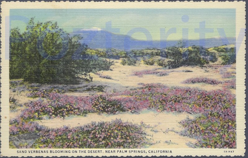 SAND VERBENA'S BLOOMING ON THE DESERT NEAR PALM SPRINGS CALIFORNIA