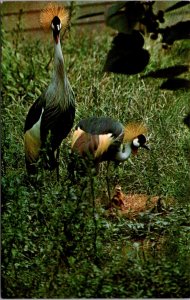 Crowned Crane National Zoological Park - [MX-648]