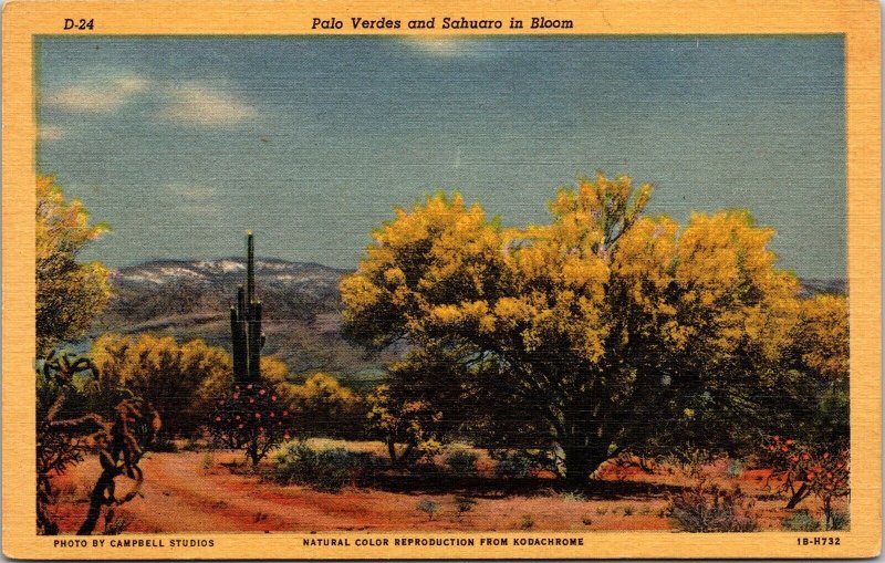Palo Verdes Sahuaro Bloom Linen Postcard UNP VTG Curteich Unused Vintage 