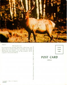Michigan Elk (11641