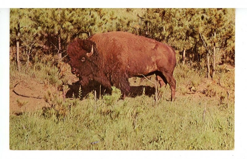 SD - Black Hills. Custer State Park, Buffalo Bull
