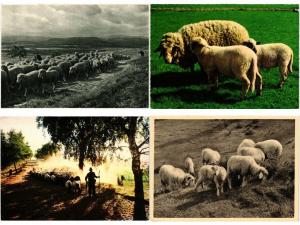 MOUTON, MOUTONS, BREBIS, SHEEP, SHEEPS, ANIMAL 30 MODERN CP
