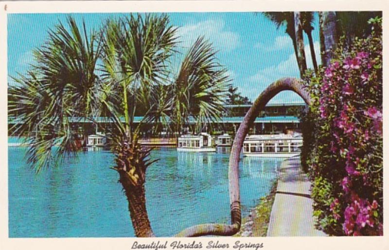 Florida Silver Springs The Horseshoe Palm