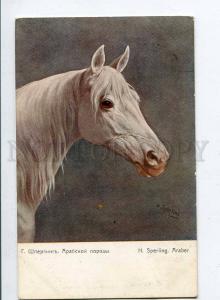 258290 Head White ARABIAN HORSE SPERLING vintage Richard RPPC