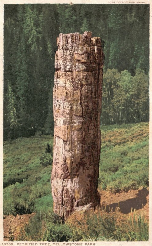 Vintage Postcard Petrified Tree Yellowstone National Park Detroit Publishing Co.