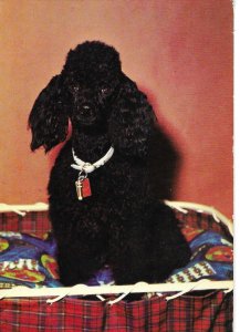 Poodle dog Modern German photo postcard 19870s