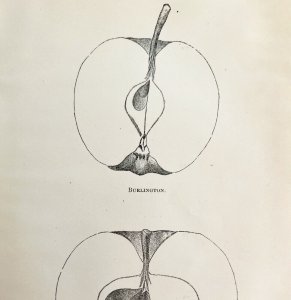 Burlington And NW Greening Apples Cross Section Victorian 1887 Art Print DWT9B